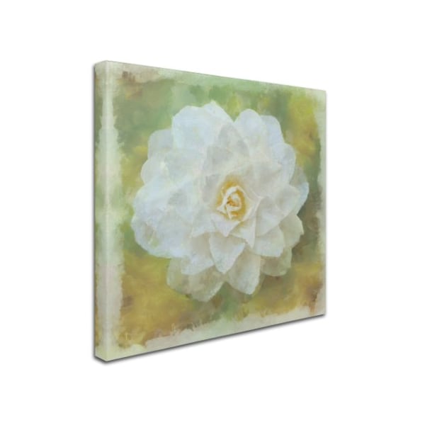 Cora Niele 'Camelia White' Canvas Art,18x18